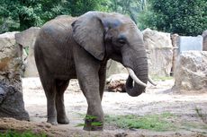 Afrikanischer Elefant.JPG